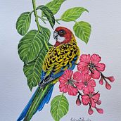 My project for course: Watercolor Painting: Naturalistic Birds and Wildlife Art. Projekt z dziedziny  Sztuki piękne, R, sunek ołówkiem,  R, sunek, Malowanie akwarelą, R, sunek realist, czn, Ilustracja naturalist i czna użytkownika Juliana Buglia - 22.06.2024