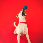 Mi proyecto del curso: Introducción a la fotografía de perros. Photograph, Portrait Photograph, Studio Photograph, Documentar, Photograph, Lifest, le Photograph & Interior Photograph project by apartvision656 - 06.26.2024
