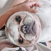 Pet . Ilustrasi tradisional proyek oleh Nabhat Gift - 06.26.2024