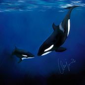 Orca's . Fine Arts, Painting, Creativit, Drawing, Digital Illustration, Artistic Drawing, Digital Drawing, Digital Painting, and Sketchbook project by Marvin M - 03.28.2024