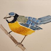 My project for course: Naturalist Bird Illustration with Watercolors. Ilustração tradicional, Pintura em aquarela, Desenho realista e Ilustração naturalista projeto de Judith Umlauf - 30.06.2024