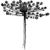 Araucária. Un progetto di Design di tatuaggi di robertarochatattoo - 01.03.2019