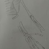 My project for course: Anatomical Drawing of Limbs, Hands and Feet. Fine Arts, Sketching, Pencil Drawing, Drawing, Portrait Drawing, Realistic Drawing, Artistic Drawing, Sketchbook, Figure Drawing & Ink Illustration project by Jennifer - 07.02.2024
