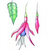 Mi proyecto del curso: Sketchbook botánico: una aproximación meditativa. Traditional illustration, Sketching, Drawing, Watercolor Painting, Botanical Illustration, and Sketchbook project by Juanjo Soto Sanhueza - 07.02.2024