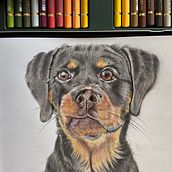 Retrato de pets a lápis de cor . Traditional illustration project by Susana Gonçalves - 07.06.2024