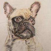 Meu projeto do curso: Retratos de pets a lápis de cor. Traditional illustration, and Naturalistic Illustration project by Susana Gonçalves - 07.06.2024