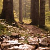 walking in nature. Photograph, Outdoor Photograph, Lifest, and le Photograph project by Marika - 07.06.2024