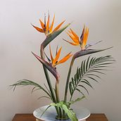 My project for course: Ikebana: flower arrangement for beginners. Interior Design, Decoration, Interior Decoration, Floral, and Plant Design project by maxma2006 - 07.07.2024