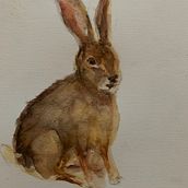 My project for course: Scientific Illustration of Animals in Watercolor . Un progetto di Illustrazione tradizionale, Pittura ad acquerello, Disegno realistico e Illustrazione naturalistica di Jenny Alphen - 07.07.2024