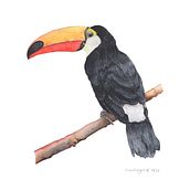 Pássaros brasileiros. Un proyecto de Ilustración tradicional de Maria Francisca D’Orleans Bragance - 08.07.2024