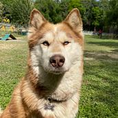 Mi proyecto del curso: Fotografía lifestyle de perros. Projekt z dziedziny Fotografia, Fotografia portretowa, Fotografia na Instagram, Fotografia dokumentalna,  Fotografia lifest i le użytkownika Valeria Villarreal Almaraz - 09.07.2024