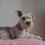 Mi proyecto del curso: Introducción a la fotografía de perros. Un progetto di Fotografia, Fotografia di ritratto, Fotografia in studio, Fotografia documentaria, Fotografia lifest, le e Fotografia di interni di Sofia Lagunas - 07.07.2024