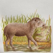 Tapirus terrestris / Tapir Amazónico . Un projet de Illustration traditionnelle, Aquarelle, Dessin réaliste et Illustration naturaliste de edahi - 10.07.2024
