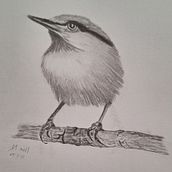 My project for course: Artistic Watercolor Techniques for Illustrating Birds. Traditional illustration, Watercolor Painting, Realistic Drawing, and Naturalistic Illustration project by Ilse Nielson - 07.11.2024