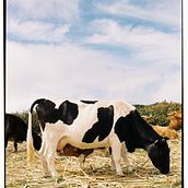 My project for course: Introduction to Analog Photography. Projekt z dziedziny Fotografia i Fotografia analogowa użytkownika Paulo Gouveia - 11.07.2024