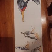 Lile chileno. Chumberas andaluzas.. Pencil Drawing, Drawing, Watercolor Painting, Sketchbook, and Naturalistic Illustration project by Laura - 07.11.2024