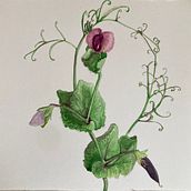 Il mio progetto del corso: Illustrazioni botaniche ad acquerello: tecnica del tratteggio. Un progetto di Belle arti, Pittura, Pittura ad acquerello e Illustrazione botanica di Chiara Massimiani - 11.07.2024