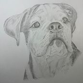 Mein Abschlussprojekt für den Kurs: Realistische Tierporträts mit Bleistift. Traditional illustration, Pencil Drawing, Drawing, and Naturalistic Illustration project by jorynna - 07.15.2024