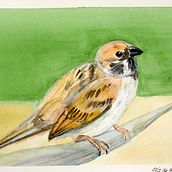 My project for course: Artistic Watercolor Techniques for Illustrating Birds. Traditional illustration, Watercolor Painting, Realistic Drawing, and Naturalistic Illustration project by Jiřina Soukupová - 07.17.2024
