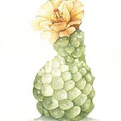 Mi proyecto del curso: Ilustración botánica en acuarela: Técnica del sombreado a rayas. Un progetto di Belle arti, Pittura, Pittura ad acquerello e Illustrazione botanica di Veronica Quercia - 19.07.2024