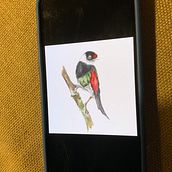 Meu projeto do curso: Pintura em aquarela: arte de aves e fauna naturalista. Een project van  Beeldende kunst, Tekening met potlood,  Tekening, Aquarelschilderen, Realistische tekening y Naturalistische illustratie van Francisca Azevedo - 15.06.2024