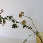 My project for course: Botanical Still Life Photography. Un proyecto de Fotografía de producto, Fotografía artística, Fotografía Lifest y le de paola07_paolini - 21.07.2024