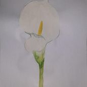 Mi proyecto del curso: Acuarela botánica: ilustra la anatomía de las flores. Un progetto di Illustrazione tradizionale, Belle arti, Pittura, Disegno, Pittura ad acquerello e Illustrazione botanica di Brandon Chiles - 18.07.2024