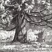 Tree on Cambie Street in Afternoon Light Ein Projekt aus dem Bereich Traditionelle Illustration von Heather Souliere - 22.07.2024