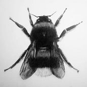 Mi proyecto del curso: Dibujo expresivo con carboncillo Ein Projekt aus dem Bereich Bildende Künste, Zeichnung, Porträtzeichnung und Naturalistische Illustration von hec_kt - 24.07.2024