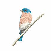 Eastern Bluebird study. Traditional illustration, Watercolor Painting, Realistic Drawing, and Naturalistic Illustration project by Simone D'Eliso - 07.26.2024