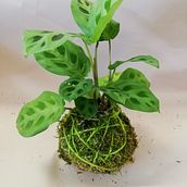 Il mio progetto del corso: Kokedama: crea una fioriera naturale con il muschio. Interior Design, L, scape Architecture, Decoration, DIY, Floral, and Plant Design project by ideanatura - 07.28.2024