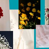 Meu projeto do curso: Fotografia botânica still life. Product Photograph, Fine-Art Photograph, Lifest, and le Photograph project by crizgabi - 07.29.2024
