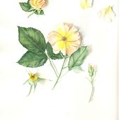 Children's book about bears and music. Traditional illustration, and Watercolor Painting project by Susan King - 07.25.2024