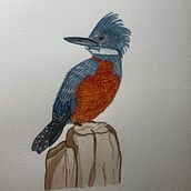 Ilustración naturalista de aves con acuarela: Martín Pescador. Traditional illustration, Watercolor Painting, Realistic Drawing, and Naturalistic Illustration project by constanzov - 07.31.2024