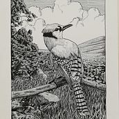 American jay at the edge of a prairie . Membuat sketsa, Menggambar, Menggambar Artistik, Buku sketsa, Ilustrasi Tinta & Ilustrasi Naturalistik proyek oleh Anna Paniccià - 08.01.2024