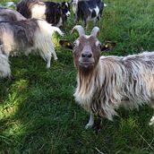 home photo of goats Ein Projekt aus dem Bereich Fotografie von Amelie - 01.08.2024