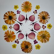 Mon projet du cours : Herbier coloré de A à Z. Arts, Crafts, Fine Arts, Collage, DIY, Floral, and Plant Design project by Solweig Gerbier - 01.12.2025