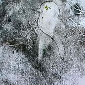 My project for course: Koalas & Other Australian animals. Fine Arts, Drawing, Ink Illustration, and Naturalistic Illustration project by cantecleer - 08.01.2024