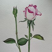 Mi proyecto del curso: Acuarela botánica: ilustra la anatomía de las flores. Ilustração tradicional, Artes plásticas, Pintura, Desenho, Pintura em aquarela e Ilustração botânica projeto de Marilin Barrios - 03.08.2024