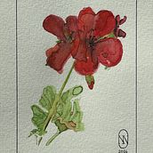 Mon projet du cours : Aquarelle botanique : Géranium. Traditional illustration, Fine Arts, Painting, Drawing, Watercolor Painting, and Botanical Illustration project by Anna Gaubert - 07.04.2024