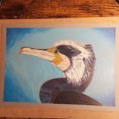 Cormoran crayon de couleur. Traditional illustration, and Pencil Drawing project by Valérie SCHULER - 08.08.2024