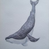 My project for course: Naturalist Illustration Techniques: Whales in Watercolor. Un proyecto de Bellas Artes, Pintura, Pintura a la acuarela e Ilustración naturalista				 de cucira - 11.08.2024