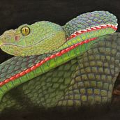 Pastellkreide Schlange . Painting project by j_koroneko - 08.12.2024