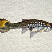little Guppy. Traditional illustration, Gouache Painting, Watercolor Painting, Painting, Drawing, Naturalistic Illustration, and Children's Illustration project by aurorac - 08.13.2024