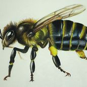 buzz buzz. Traditional illustration, Drawing, Realistic Drawing, Artistic Drawing, Colored Pencil Drawing, and Naturalistic Illustration project by aurorac - 08.13.2024