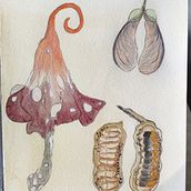 Mon projet du cours : Dessin de créatures fantastiques inspirées de la nature. Un progetto di Disegno a matita, Disegno, Pittura ad acquerello, Sketchbook e Illustrazione naturalistica di oana_velcea - 15.08.2024