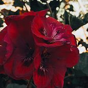 Mi proyecto del curso: Fotografía como medio expresivo y artístico Ein Projekt aus dem Bereich Fotografie, Kunstleitung, Beleuchtungsdesign, Bildbearbeitung, Beleuchtung für Fotografie, Studiofotografie und Artistische Fotografie von jimwilmes - 18.08.2024