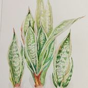 Mój projekt z kursu: Akwarela botaniczna: ilustracja anatomii kwiatów. Un proyecto de Ilustración tradicional, Bellas Artes, Pintura, Dibujo, Pintura a la acuarela e Ilustración botánica de magda_1970 - 22.08.2024
