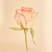 Double delight rose Ein Projekt aus dem Bereich Aquarellmalerei von CatitArt - 18.08.2024