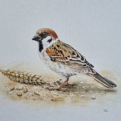 Mon projet du cours : Art naturaliste à l'aquarelle : oiseaux et faune sauvage. Un proyecto de Bellas Artes, Dibujo a lápiz, Dibujo, Pintura a la acuarela, Dibujo realista e Ilustración naturalista				 de valerie_le_corre - 24.08.2024